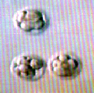 embryos.gif (24404 bytes)
